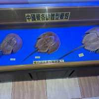 金門-守鱟幸福|金門水產試驗所|（看古化石鱟游來游去）