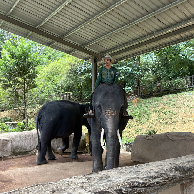 在大自然園區裡優哉游哉的大象 🐘