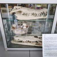 Where To Find 100 Year Old Crocodiles? 🐊