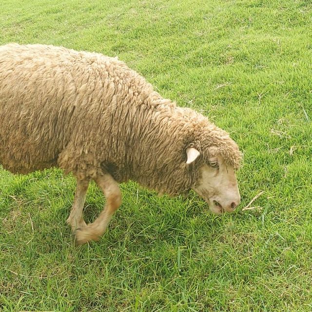 ทุ่งหญ้าเลี้ยงแกะ ห้วยตึงเฒ่า 🐑🐑