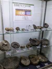 【北海道三笠】アンモナイトが沢山いる博物館