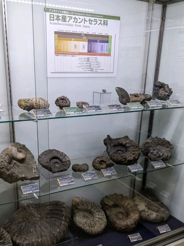 【北海道三笠】アンモナイトが沢山いる博物館
