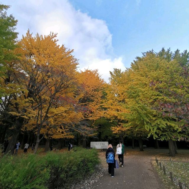 beautiful yoyogi park
