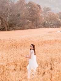 🌾🌾ทุ่งข้าวบาร์เลย์และข้าวสาลี 🌾🌾