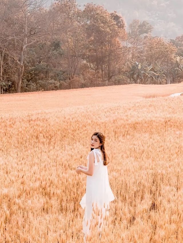 🌾🌾ทุ่งข้าวบาร์เลย์และข้าวสาลี 🌾🌾