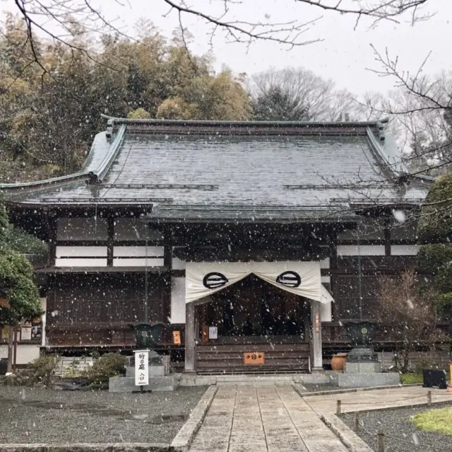 〜鎌倉散策〜報国寺🎍