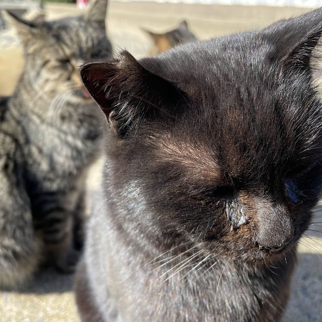 🇯🇵福岡糟屋新宮相島 超萌貓貓絕美景色🐈