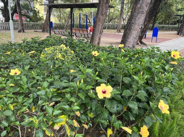 輕鬆緩步跑 @ 九龍仔公園