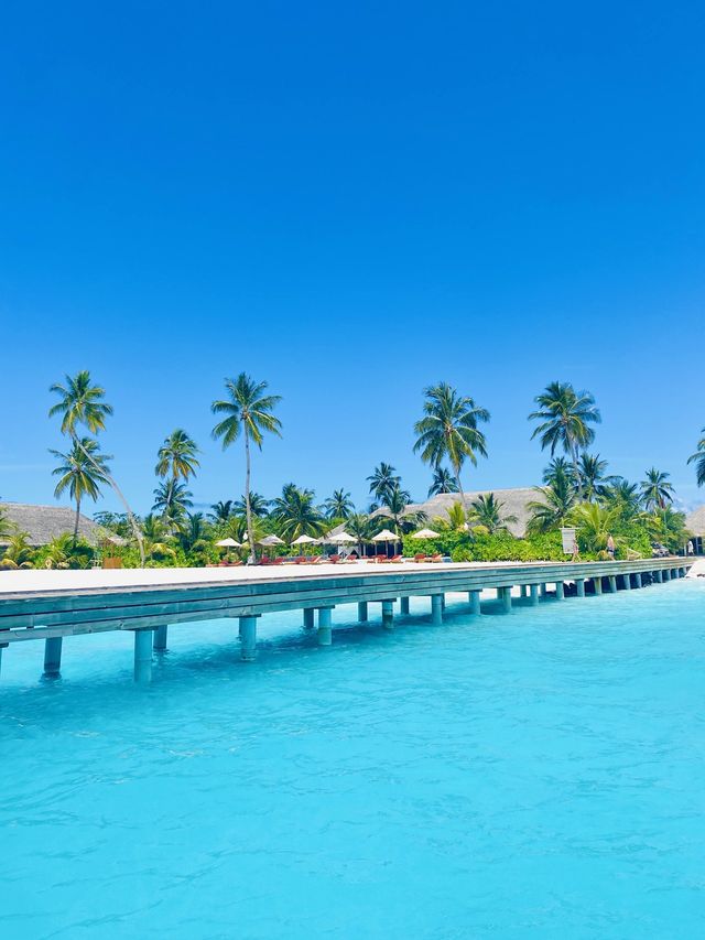환상의 섬, 꿈의 신혼여행지인 천국 몰디브🇲🇻🏝️