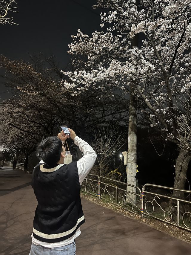 부천 사람들의 숨겨진 벚꽃 명소 역곡 수주로에 벚꽃 막차🫶