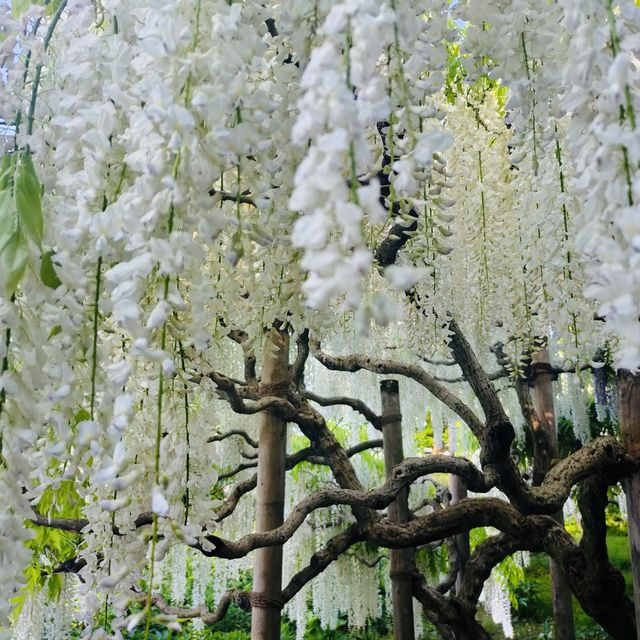 A hundred year old westeria tree.