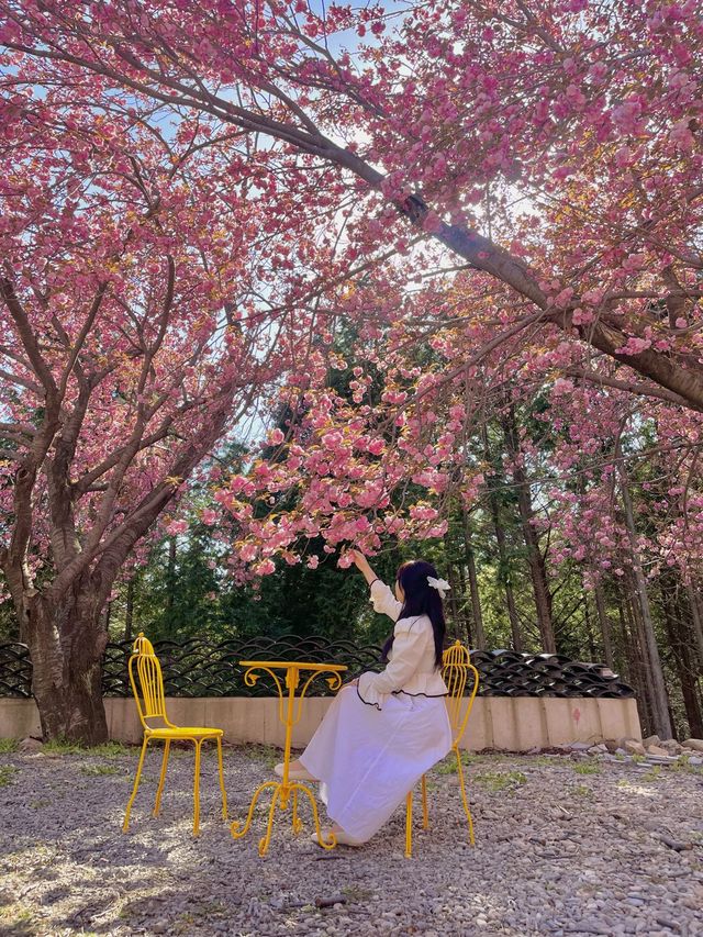 봄이 가장 예쁜 사천 당일치기 여행코스 🌸