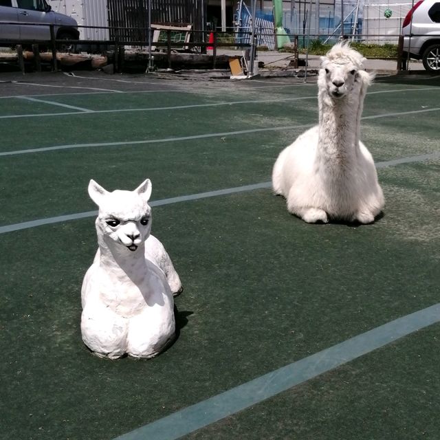 【長野・八ケ岳アルパカ牧場】予想外に癒やされます
