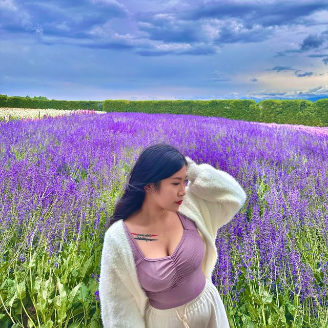 北海道必去打卡景點💜🪻富田農場