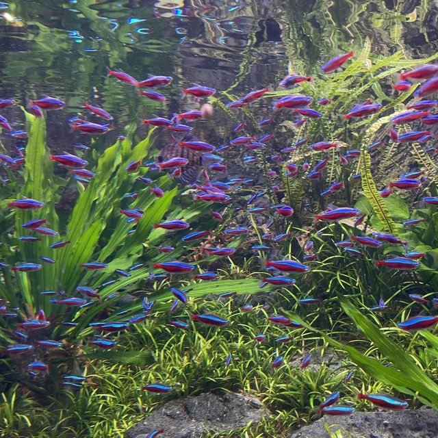 First Trip to the River Wonders 