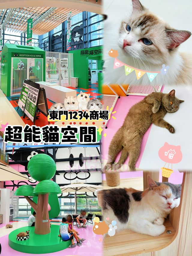 ⭐️一齊喵喵喵🐱商場入面竟然可以玩貓貓🐈‍⬛