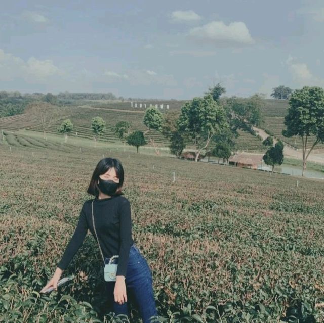 ไร่ชาฉุยฟง ณ เชียงราย