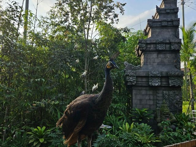 Asia's Largest Bird Park!  