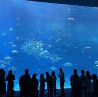 如果沒來過美麗海水族館就等於沒來過沖繩