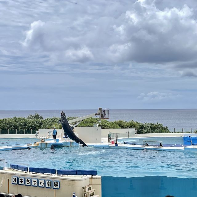 如果沒來過美麗海水族館就等於沒來過沖繩