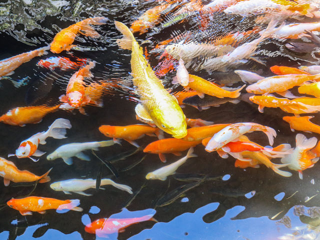 【大分県】 湯布院を代表する自然百景「金鱗湖」