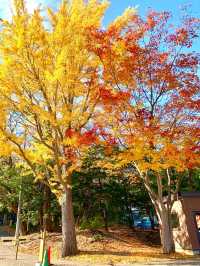 北海道　北海道観光　札幌の旅　北海道神宮の紅葉が見頃！