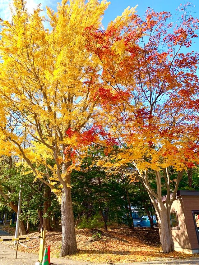 北海道　北海道観光　札幌の旅　北海道神宮の紅葉が見頃！