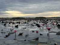 ตื่นเช้านะ่งเรือชมทุ่งบัวแดง-พัทลุง