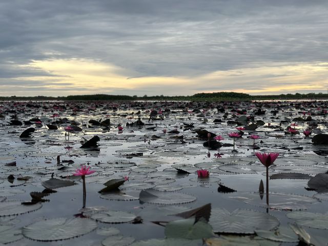 ตื่นเช้านะ่งเรือชมทุ่งบัวแดง-พัทลุง