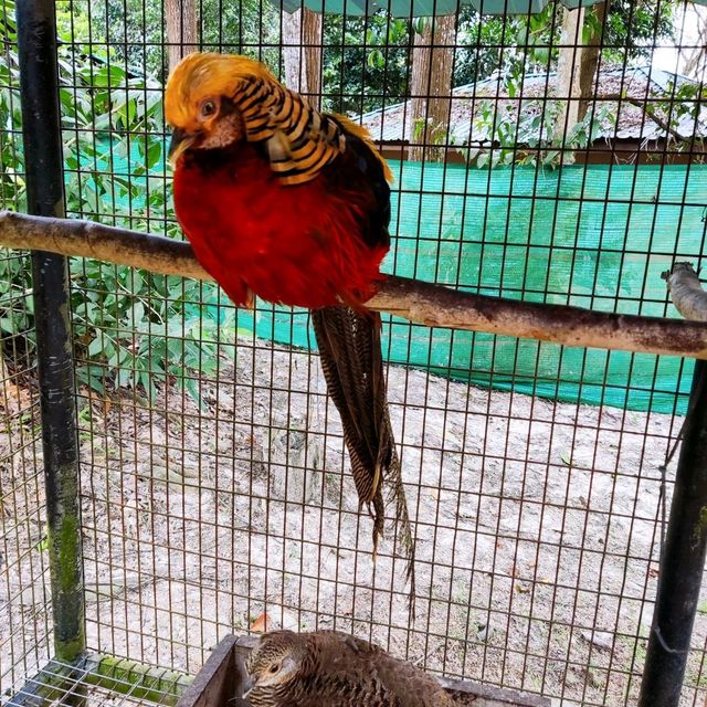 Bukit Merah Pavilion Mini Petting Zoo