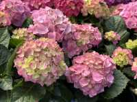 香港賞花 | 維園花展 | 主題花繡球花篇