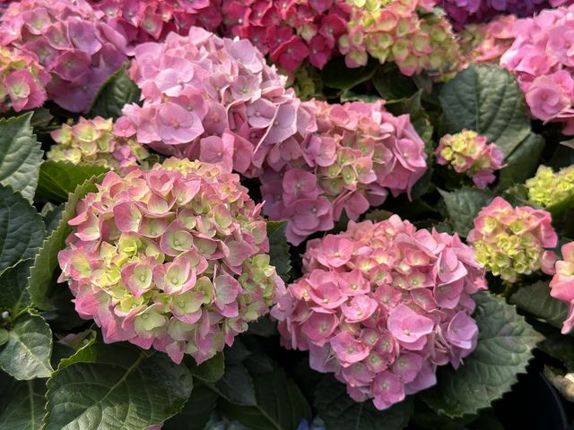 香港賞花 | 維園花展 | 主題花繡球花篇