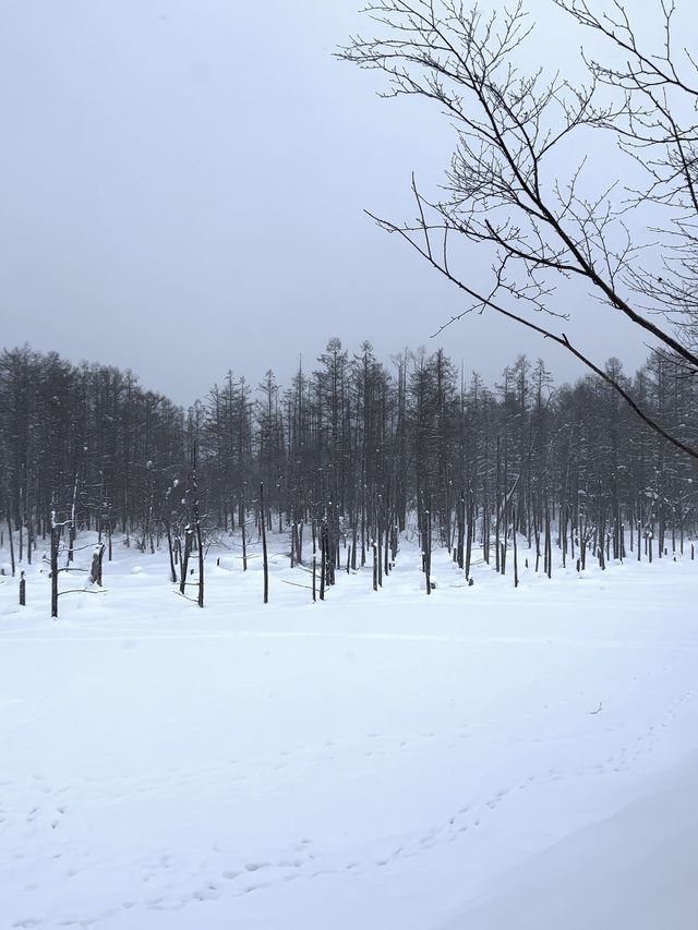 믿고 가는 홋카이도 스팟 모음집 8곳📸