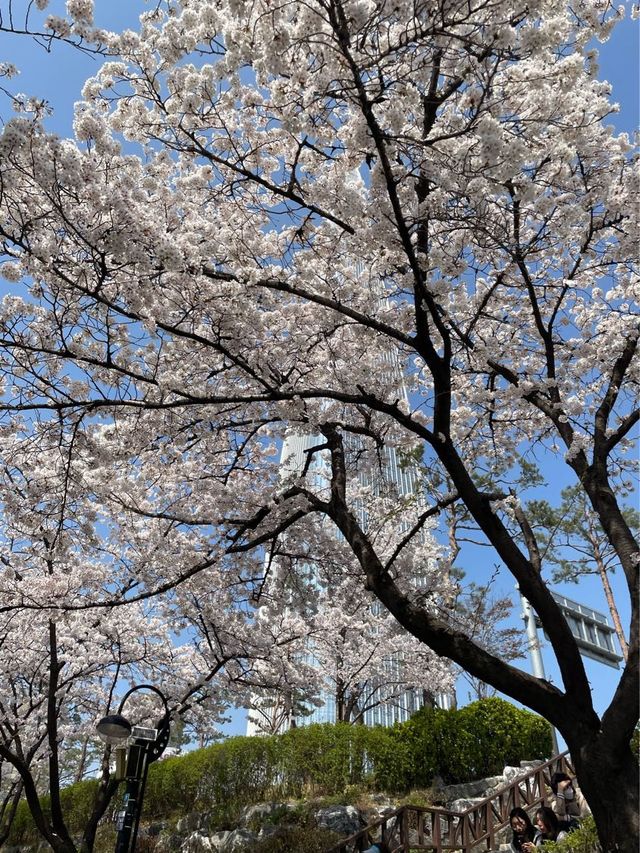 석촌호수 벚꽃 포토존 위치:: 문화실험공간호수🌸