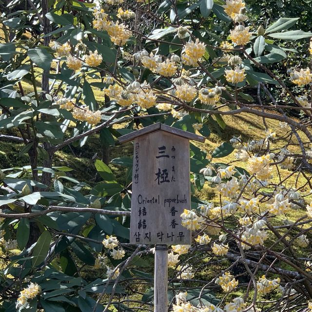 花花世界～天龍寺～熱門景點