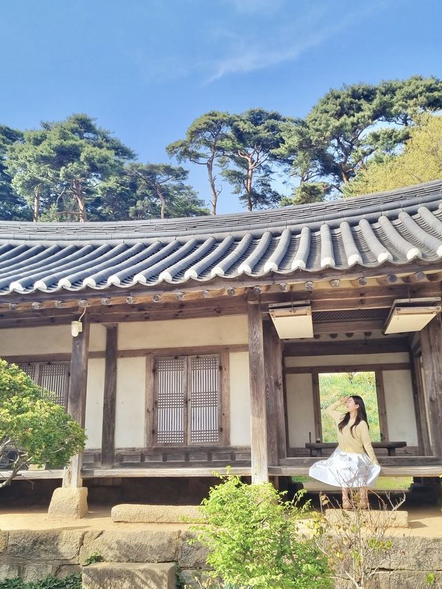 💛서산 유기방가옥 수선화💛