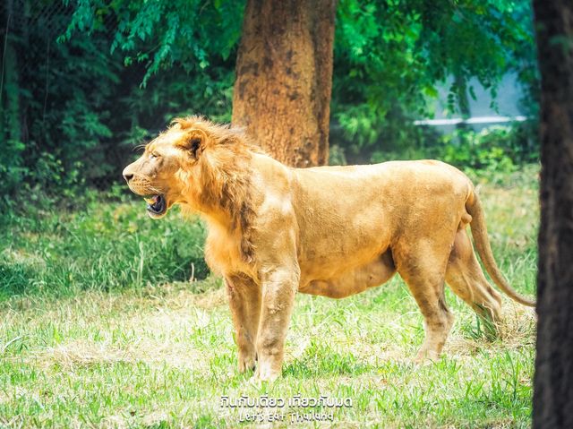 สวนสัตว์เปิด ซาฟารีปาร์ค กาญจนบุรี