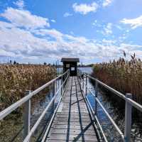 Unraveling Nature's Magic: Richard W. DeKorte Park