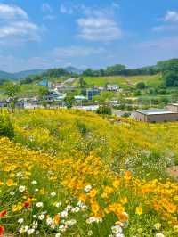 서울 근교 사람 1도 없는 금계국 동산🌼