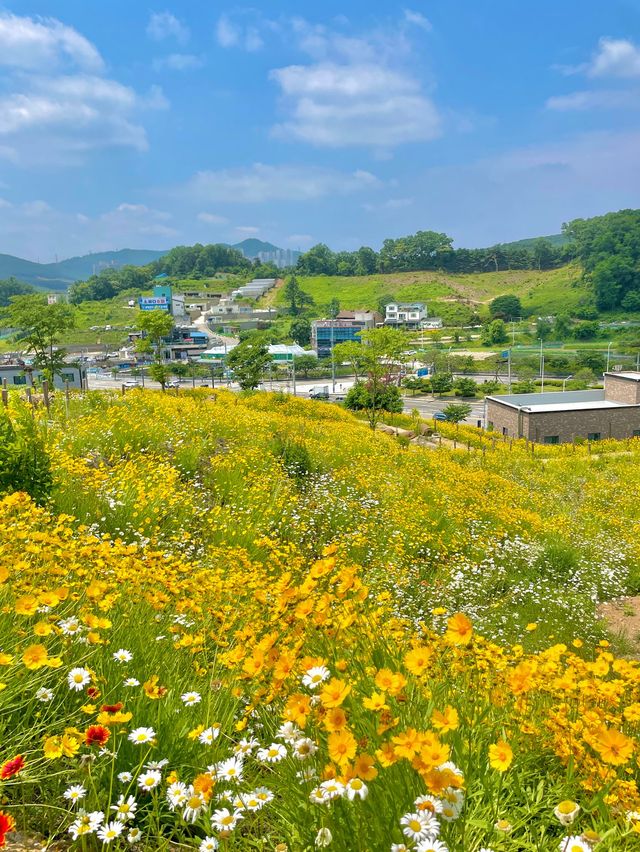 서울 근교 사람 1도 없는 금계국 동산🌼