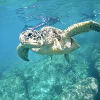 與海龜共舞🐢｜小琉球花瓶岩