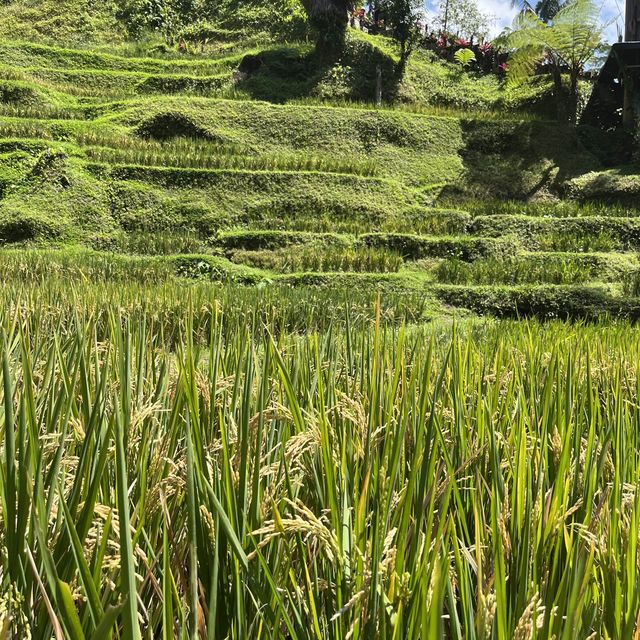 Most Photogenic Rice Terraces