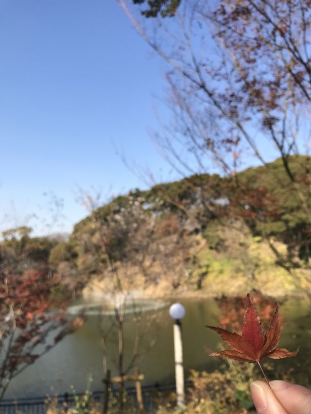 天王寺5分鐘🙉鬧市中秘境👍🏻慶澤園‼️