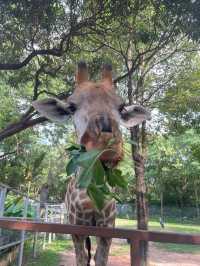 🇨🇳深圳｜親子遊x 深圳野生動物園🌟