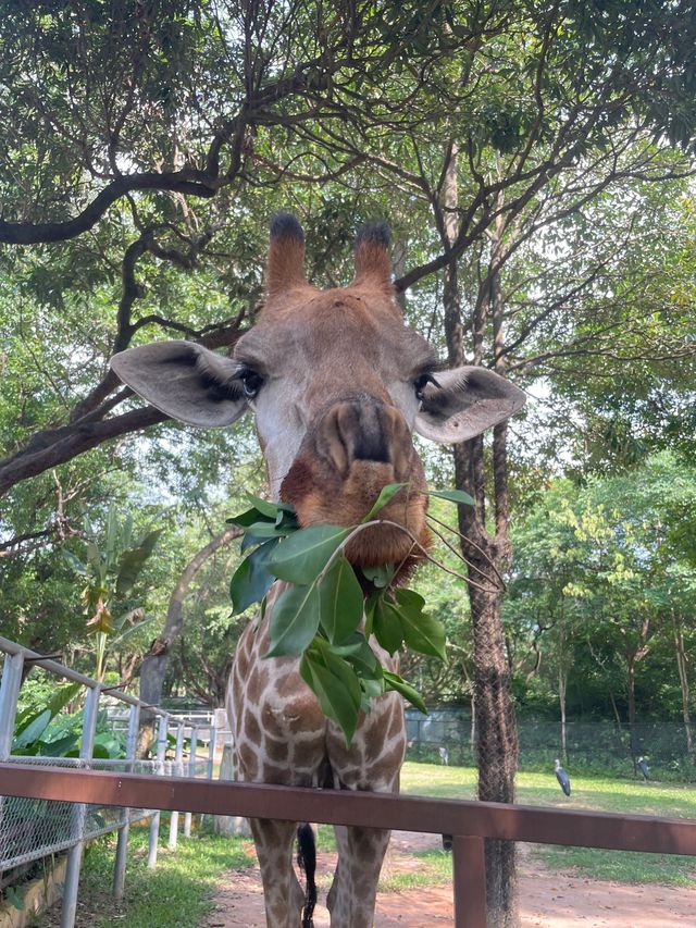 🇨🇳深圳｜親子遊x 深圳野生動物園🌟