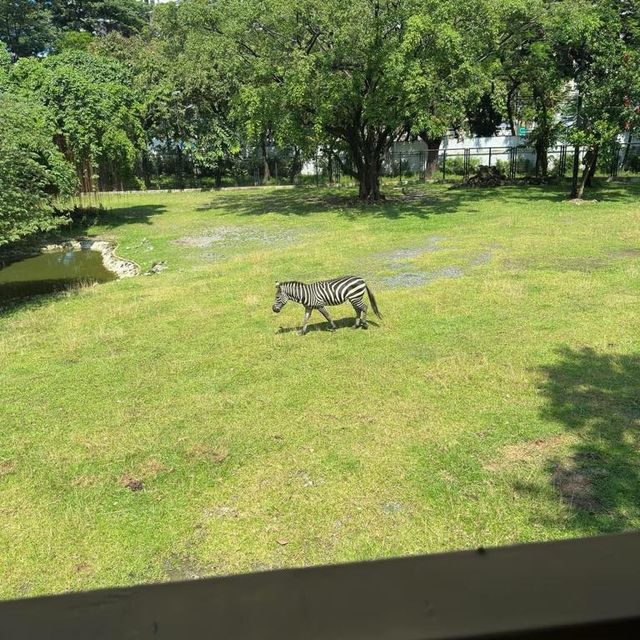 Manila Zoo