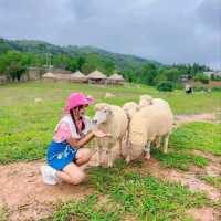 แลนด์มาร์คแห่งใหม่ ถ่ายรูปกับน้องแกะน่ารักๆบนดอย🐑🐏