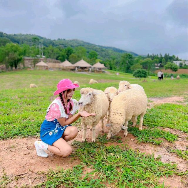 แลนด์มาร์คแห่งใหม่ ถ่ายรูปกับน้องแกะน่ารักๆบนดอย🐑🐏