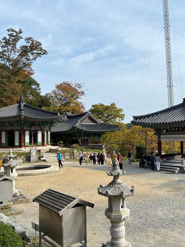 양평 가볼만한곳 용문사 천년 은행나무
