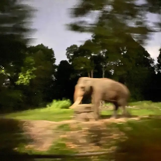夜間動物園 - 探索新加坡夜間的奇幻野生動物